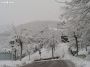 neve (40)